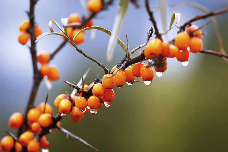 Relax-Aufguss in der Heide-Oase